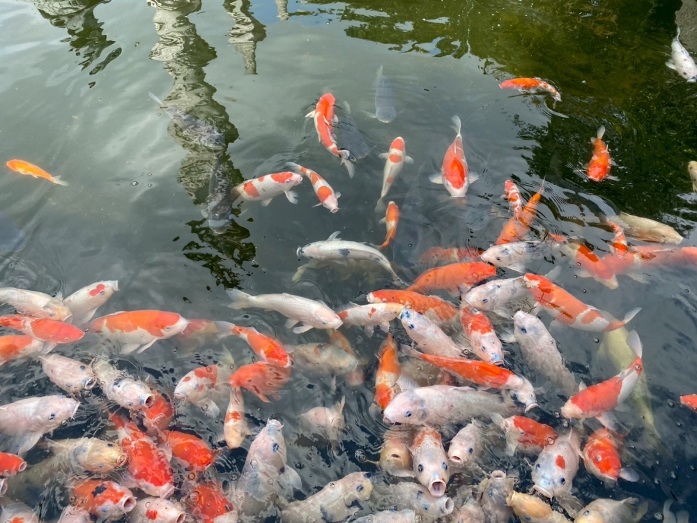 LINE_ALBUM_202629_260210_2