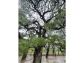 LINE_ALBUM_75栗林公園_260712_7
